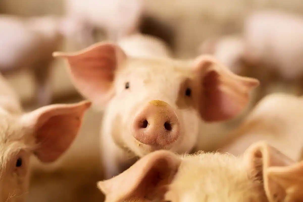 Simpósio debate o caminho do Brasil rumo à liderança em produção de proteína animal sustentável