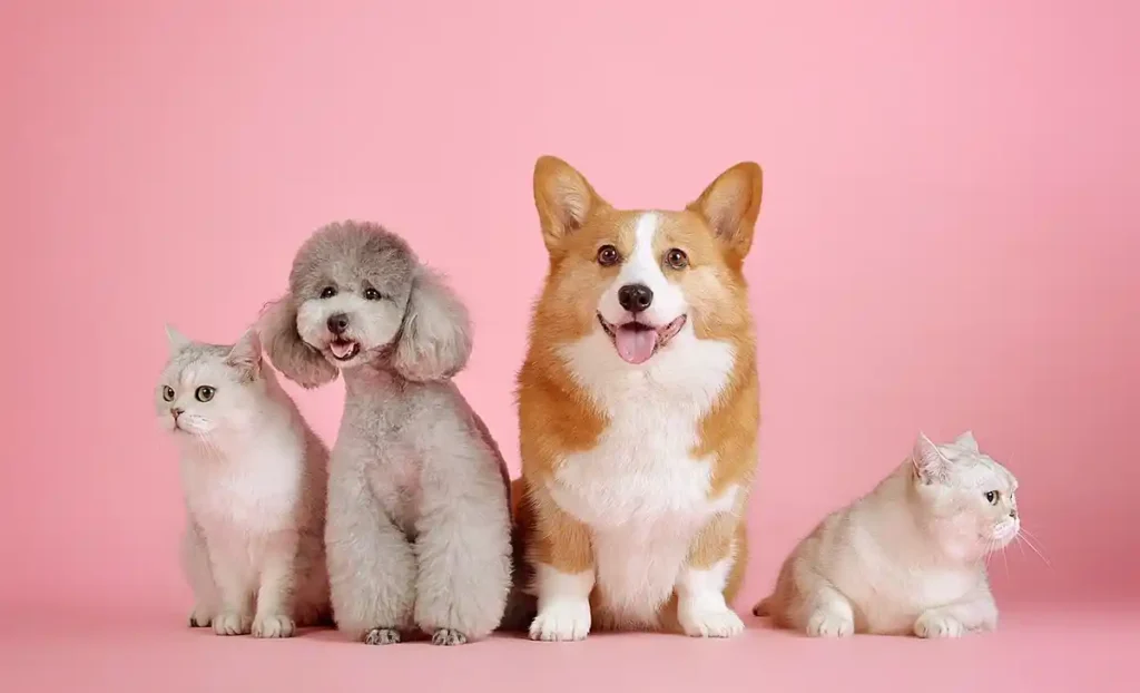 Saúde animal: exames periódicos em pets podem identificar doenças precocemente