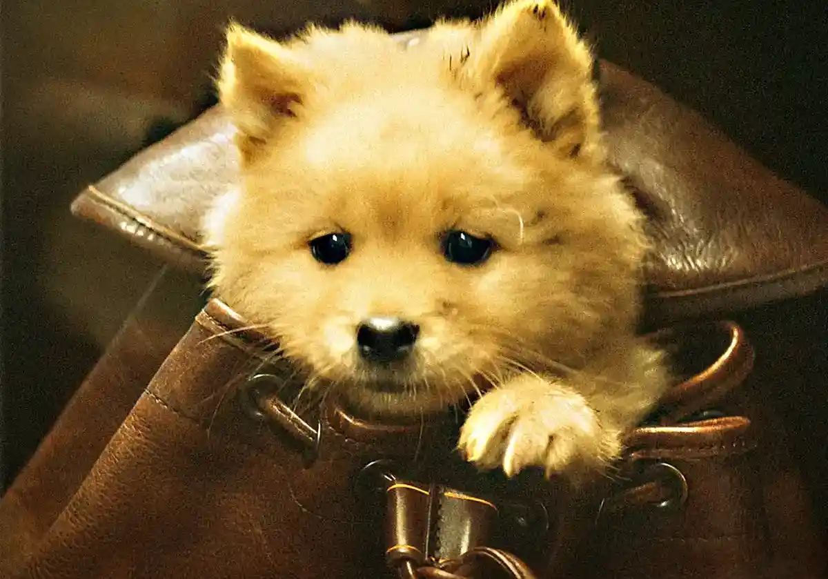 Drama “Hachiko: Para Sempre” ganha trailer e data de estreia nos cinemas: 22 de agosto