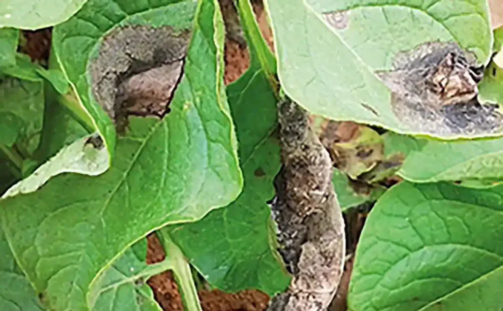 Agricultores devem ficar em alerta com os perigos da requeima em cultivos da batata e do tomate