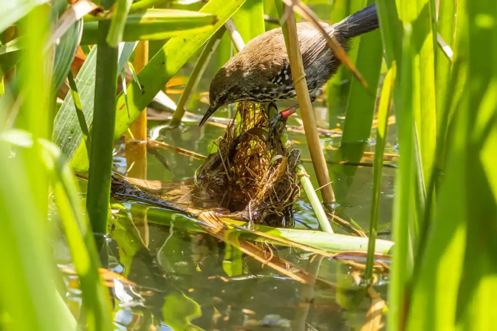 Documentário paranaense tem estreia no circuito europeu de cinema de natureza