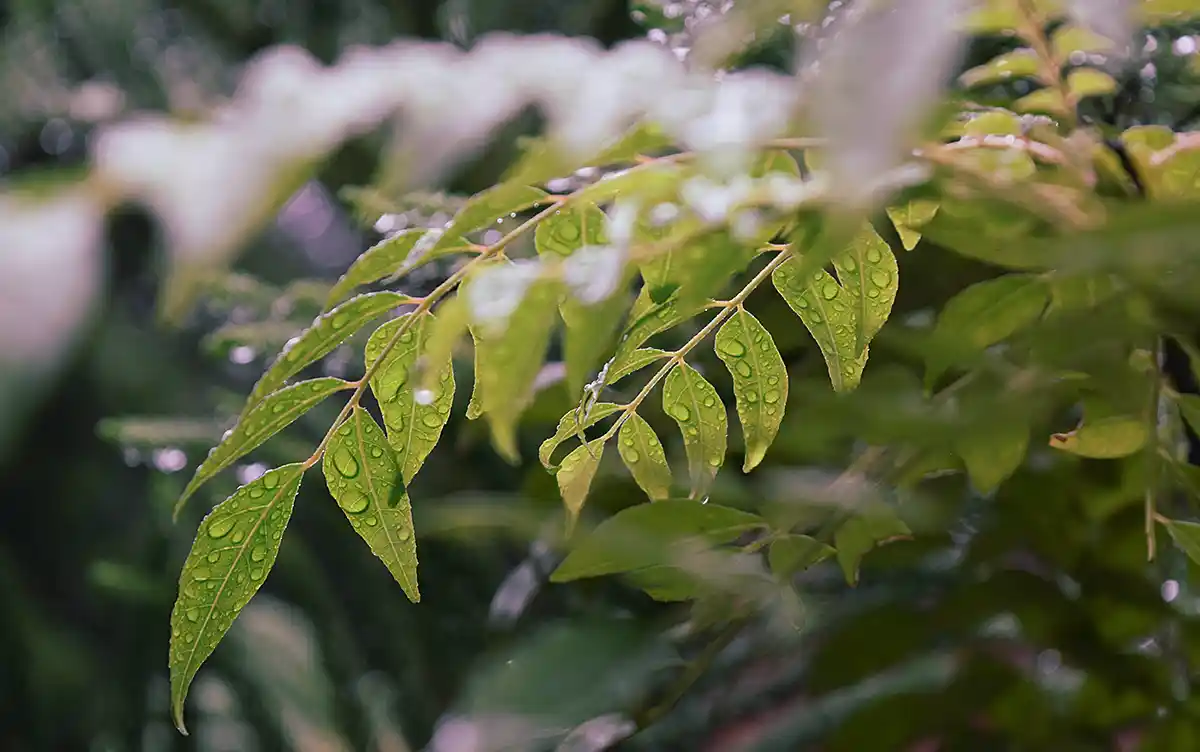 Oásis Paranaense: um ambiente de cuidado e descanso pode se equiparar a um SPA medicinal Oásis Paranaense: um ambiente de cuidado e descanso pode se equiparar a um SPA medicinal