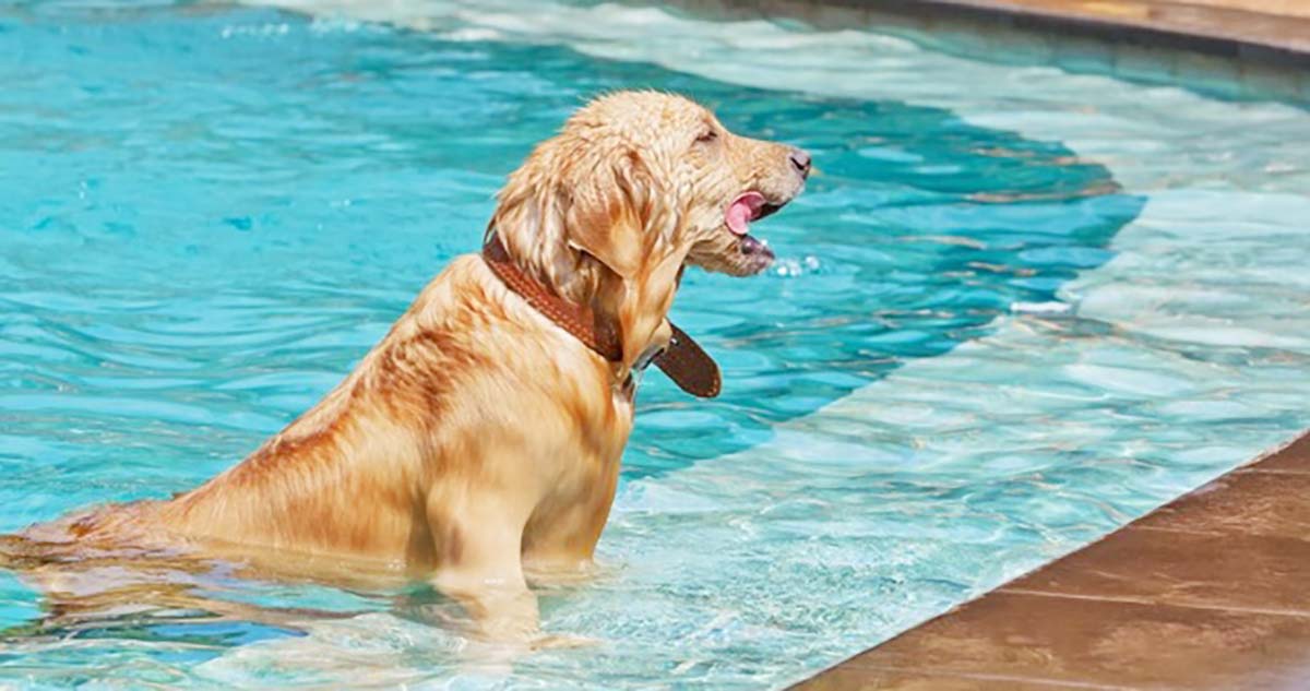 Calor: cuidados com os pets na praia ou piscina Calor: cuidados com os pets na praia ou piscina