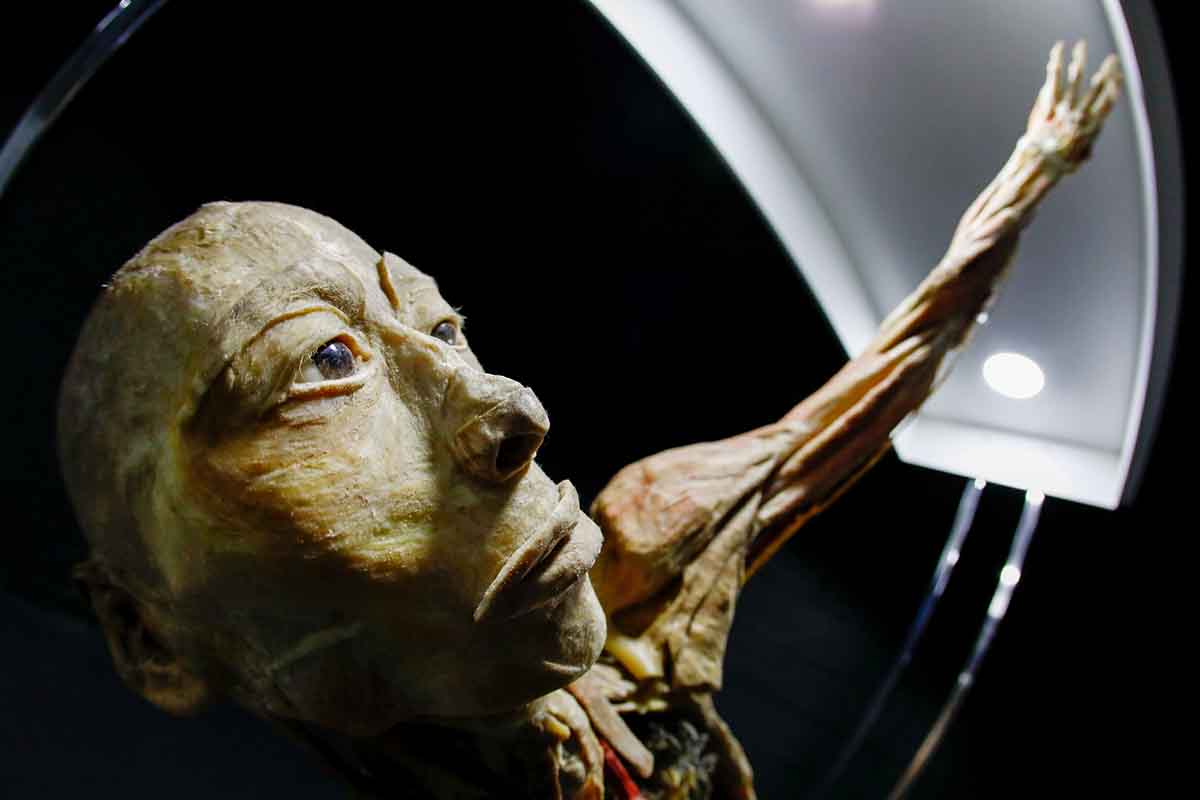 Human Bodies – Maravilhas do Corpo Humano vem a Curitiba Human Bodies – Maravilhas do Corpo Humano vem a Curitiba