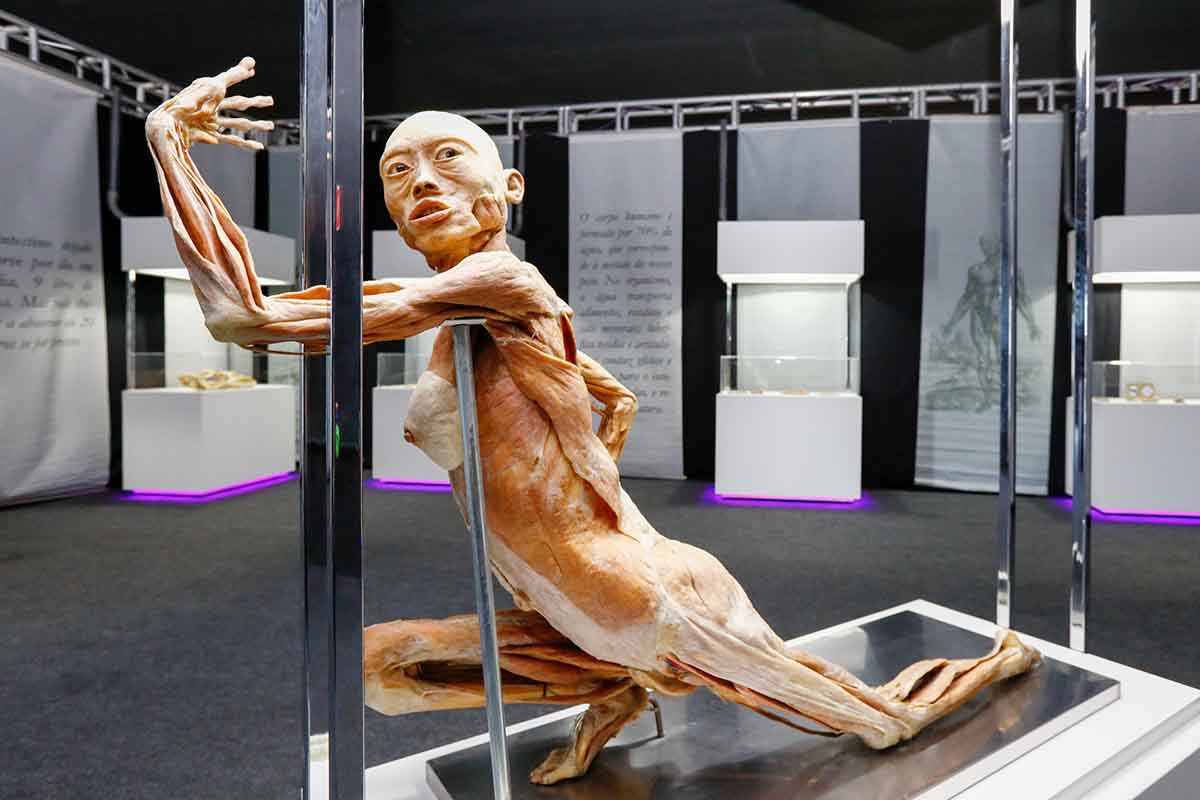 Human Bodies – Maravilhas do Corpo Humano vem a Curitiba