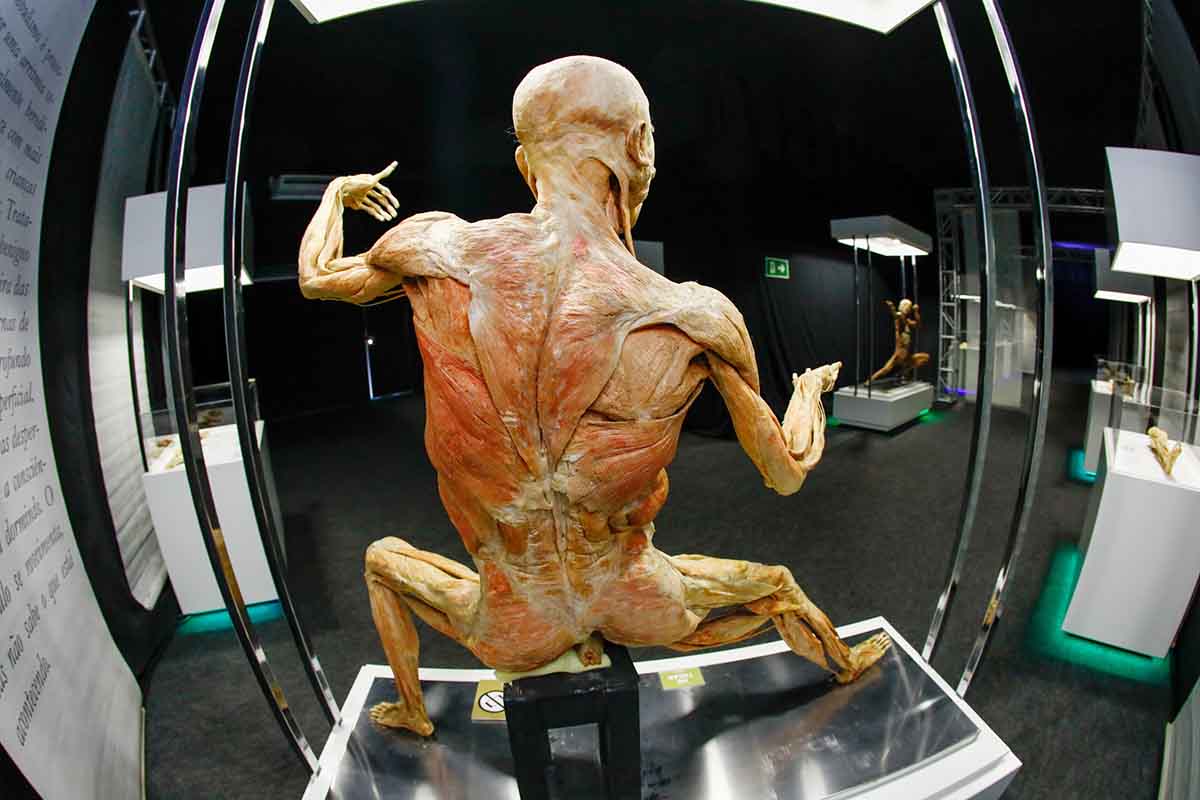 Human Bodies – Maravilhas do Corpo Humano vem a Curitiba Human Bodies – Maravilhas do Corpo Humano vem a Curitiba