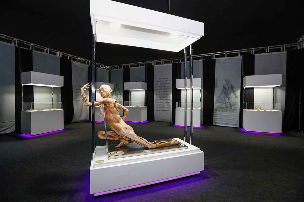 Human Bodies – Maravilhas do Corpo Humano vem a Curitiba Human Bodies – Maravilhas do Corpo Humano vem a Curitiba