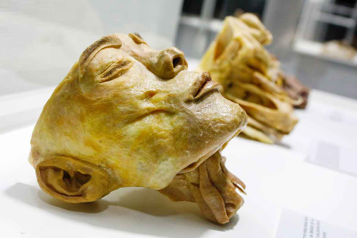 Human Bodies – Maravilhas do Corpo Humano vem a Curitiba Human Bodies – Maravilhas do Corpo Humano vem a Curitiba