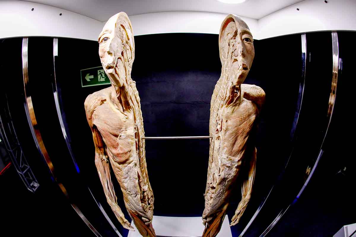 Human Bodies – Maravilhas do Corpo Humano vem a Curitiba Human Bodies – Maravilhas do Corpo Humano vem a Curitiba