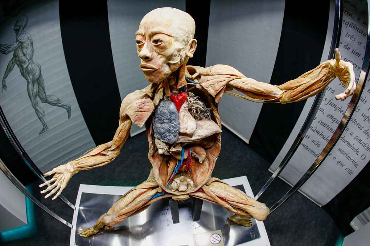 Human Bodies – Maravilhas do Corpo Humano vem a Curitiba Human Bodies – Maravilhas do Corpo Humano vem a Curitiba