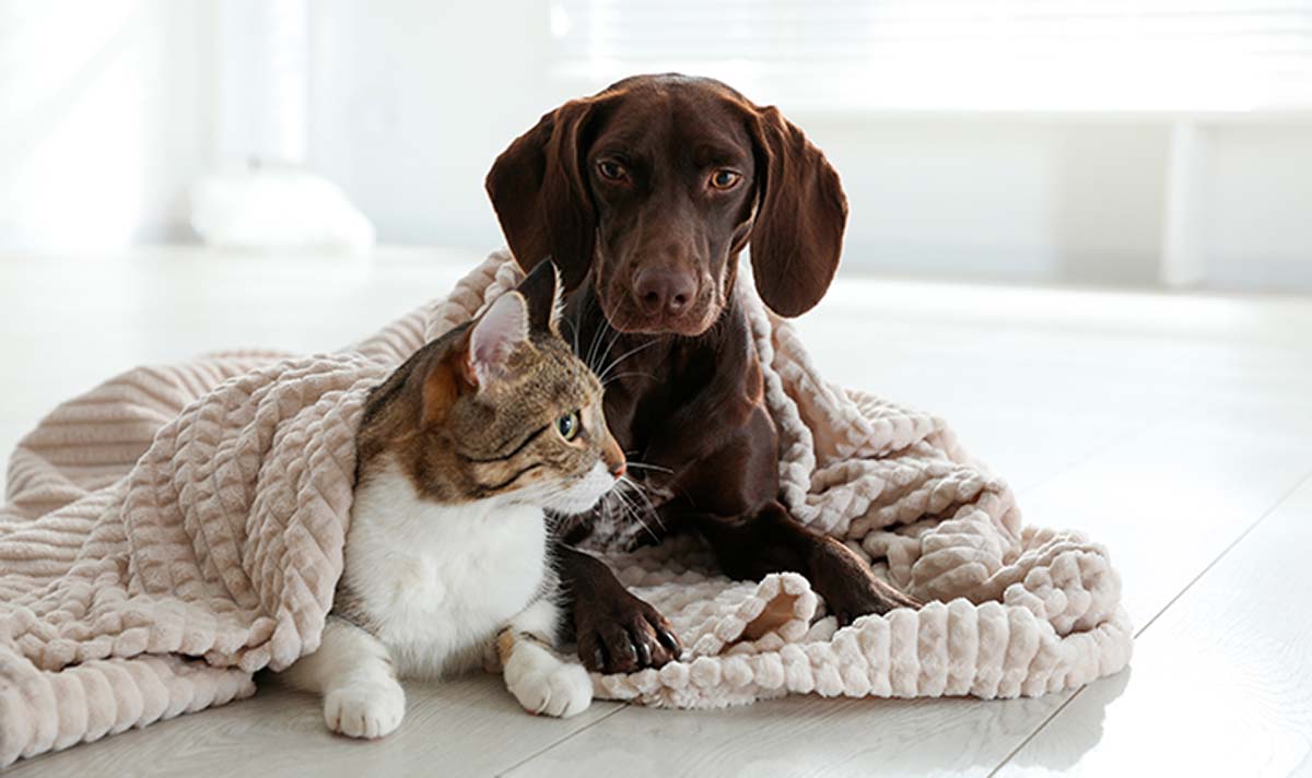 Cuidados com pets no inverno: como proteger cães e gatos do frio
