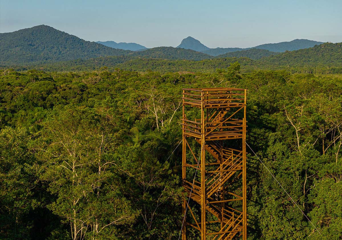 Após mais de 1 milhão de mudas plantadas, área de conservação do Paraná ganha torre para observar a biodiversidade da Mata Atlântica Após mais de 1 milhão de mudas plantadas, área de conservação do Paraná ganha torre para observar a biodiversidade da Mata Atlântica